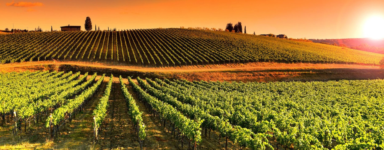 Criza economică: un punct de cotitură pentru industria vinului?